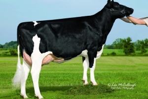 6. generace v původu - Ben-Akers Luise 5 VG-85