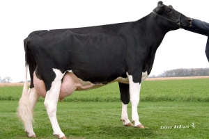 6. generace: Markwell Durham Felice EX-92