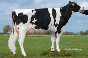 Matka: KNO Estella VG-85