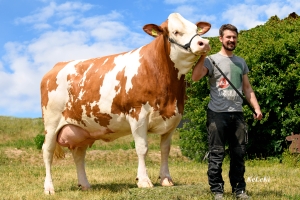 Matka býka Horotto na 2. laktaci, s chovatelem