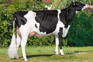 Gloria VG-85 1. La