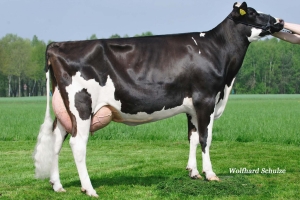 Bába býka Ronney RED - WEH Jill VG-85