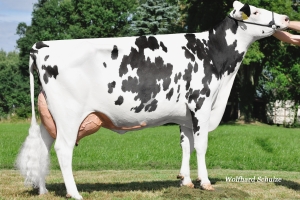 Prabába býka Ronney RED - WEH Jolana VG-85