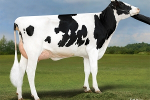 Matka: Pine-Tree 7831 Lion 598 VG-86