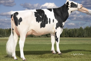 Babička: Kings-Ransom Fre Dollars VG-85