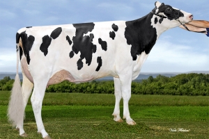 Babička: West COast Comand Wisconsin 3788 VG-86