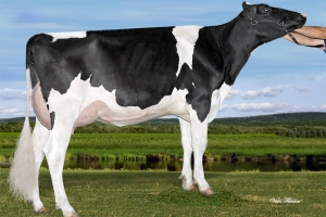 Matka: AIJA Kingdoc Wichita EX-90