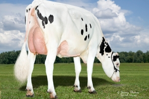 Prababička býka Trophy - Penn-England Barba 13511 VG-86