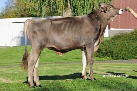 Brown-swiss