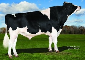 Holstein