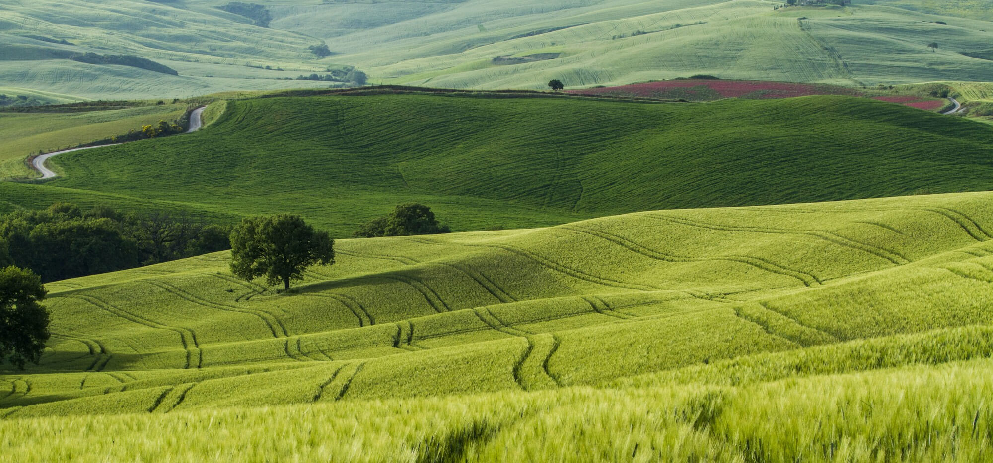 Field